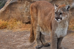 PICT Mountain Lion - CPW
