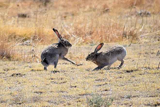 PICT 64J1 White-tailed jackrabbits - CPW