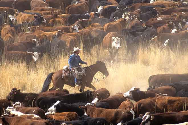PROMO Agriculture - Cowboy Horseback Cattle - iStock - johnrandallalves