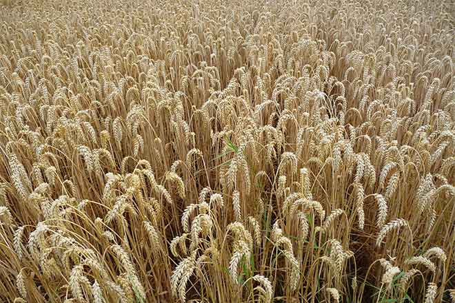 PROMO Agriculture - Ripe Wheat - Wikimedia - public domain