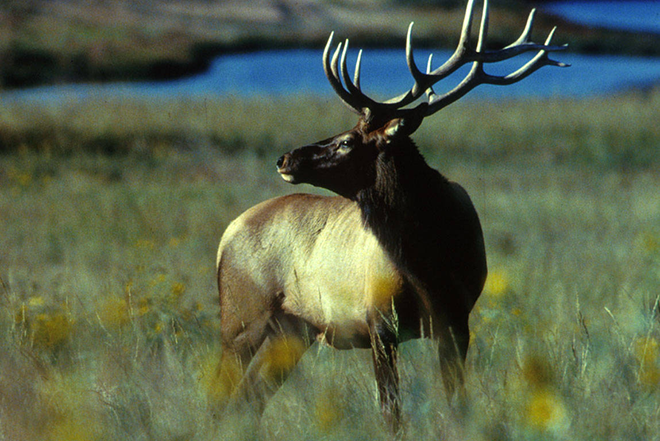 PROMO 660 x 440 Animal - Bull elk - USFWS