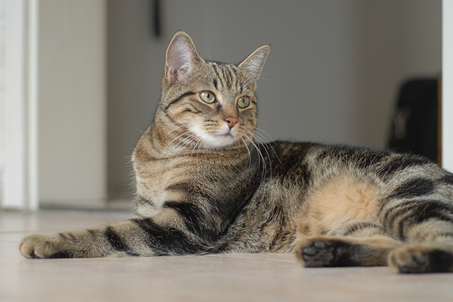 PROMO 660 x 440 Animal - Cat European Shorthair - wikimedia