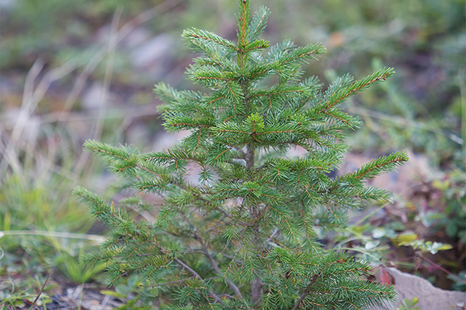 PROMO 660 x 440 Outdoors - Red Spruce Tree