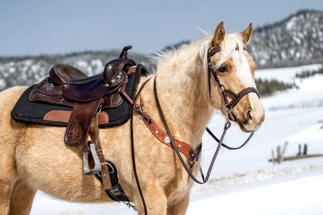 Horse-Riding Safety Tips for the Winter