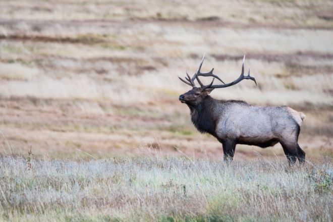 Where to See Wildlife in Colorado This Summer