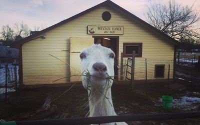Mountain Flower Goat Dairy