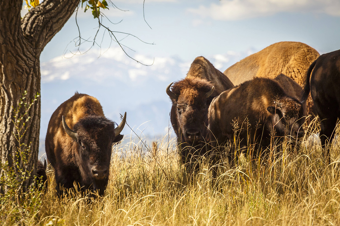 PROMO Animal - Bison at Rocky Mountain Arsenal National Wildlife Refuge - USFWS - public domain