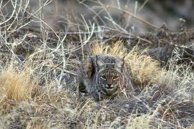 PROMO Animal - Bobcat in brush - USFWS