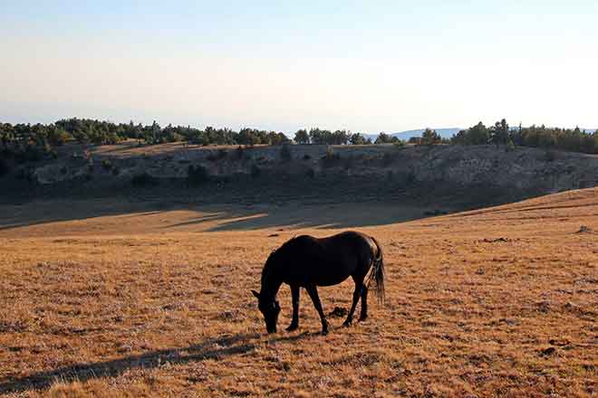 PROMO Animal - Horse Range Pasture Outdoor Bureau of Land Management BLM - iStock - htrnr