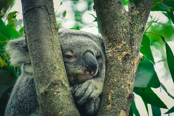 PROMO 64J1 Animal - Koala - Pexels.com - Chris F