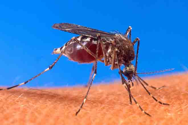 PROMO 64J1 Animal - Mosquito Biting Human - Wikimedia