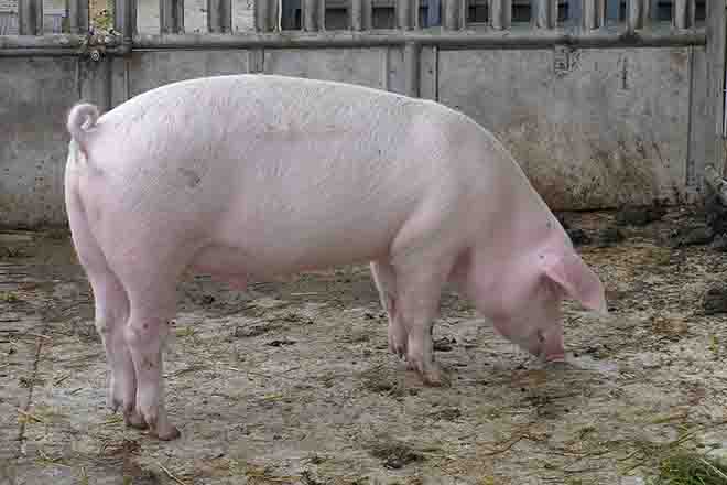 PROMO Animal - Pig Pen Hog - Wikimedia - Public Domain