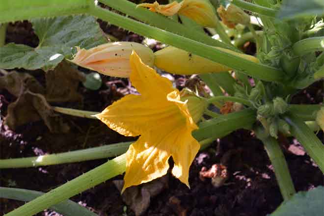 PROMO Food - Vegetable Yellow Squash Blossom Flower Plant - Chris Sorensen