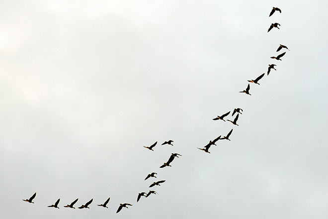PROMO 660 x 440 Animal - Birds Geese Flight Flying - Chris Sorensen