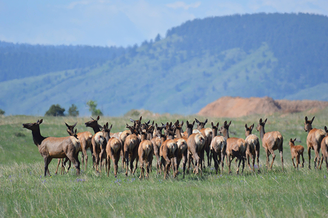 PROMO 660 x 440 Animal - Elk Herd Two Ponds National Wildlife Refuge - USFWS - Ryan Moehring - public domain