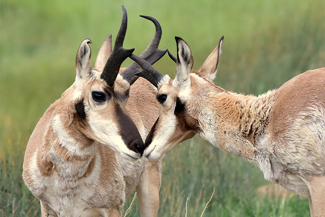 PROMO 660 x 440 Animal - Pronghorn Antelope Close Up Arapaho National Wildlife Refuge - USFWS - Tom Koerner - public domain