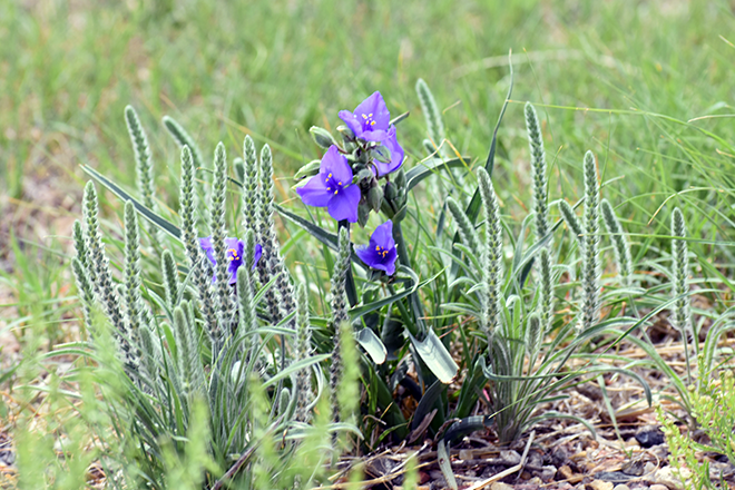 PROMO 660 x 440 Plant - Wildflower Prairie Purple - Chris Sorensen