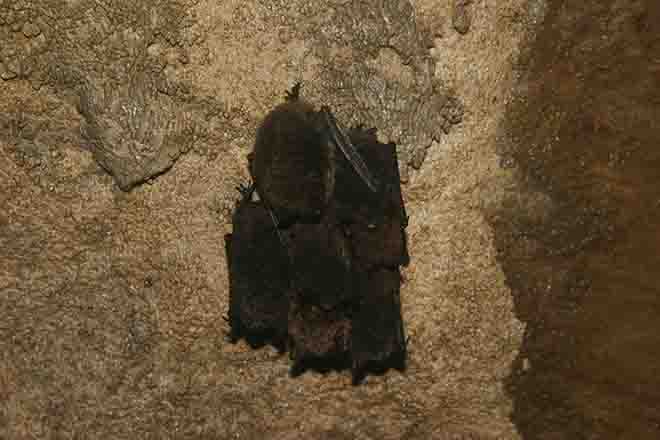 PROMO Animal - Little brown Bat clusters - USFWS - Keith Shannon - Public Domain