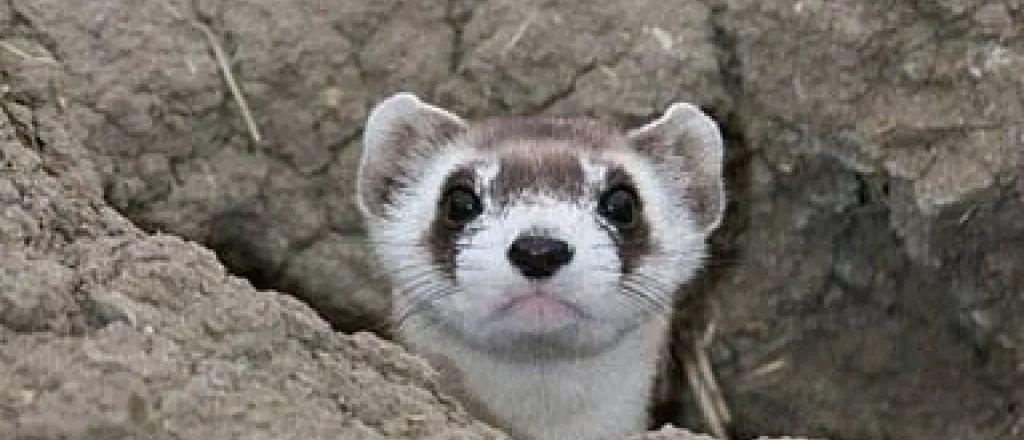 PICT - Black Footed Ferret - USFWS