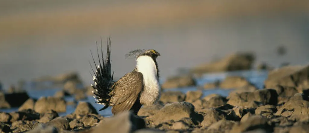PICT - Greater Sage Grouse - USFWS