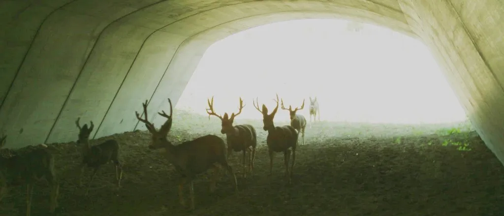 PICT Deer Underpass 2 - CPW