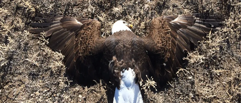 PICT Dead Eagle - CPW