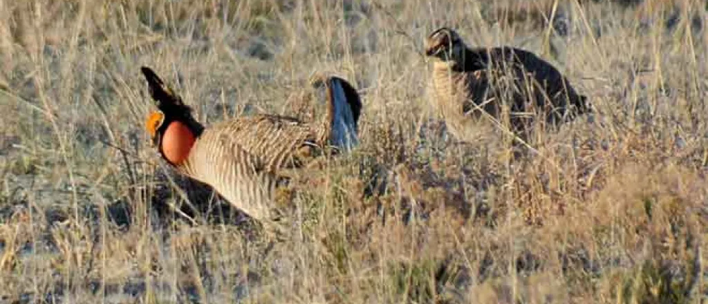 PICT 64J1 Male Female Lesser Prairie Chickens - CPW PICT 64J1 Male Female Lesser Prairie Chickens - CPW