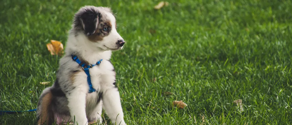 PICT Animal Dog Puppy Yard Grass - EarthTalk - Brett Sayles, Pexels PICT Animal Dog Puppy Yard Grass - EarthTalk - Brett Sayles, Pexels