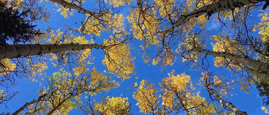 PICT 64J1 EarthTalk Aspen trees - FlickrCC - John Fowler