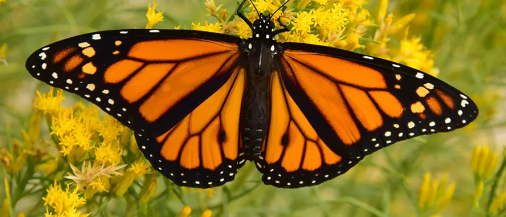 PICT monarch-butterfly-on-rabbitbrush-seedskadee - Tom Koerner - USFWS