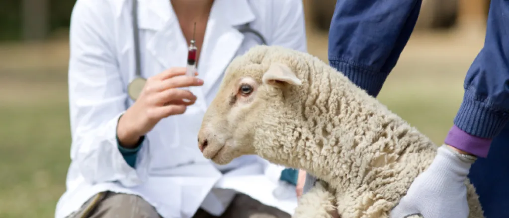 Symptoms That Your Sheep May Have Listeria