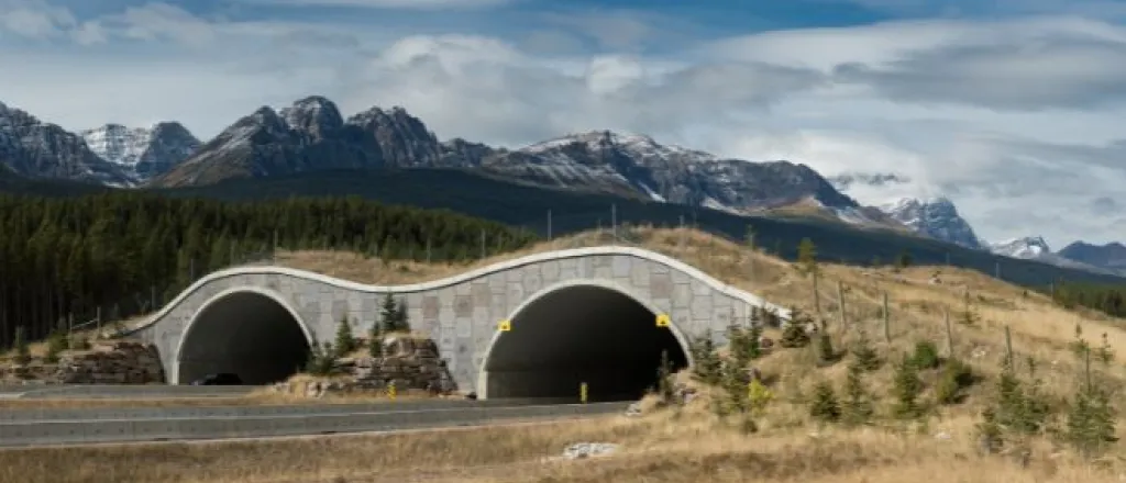 How infrastructure projects can help wildlife