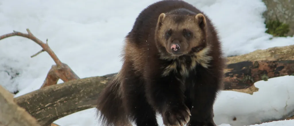 Wolverine walking in the snow near a log