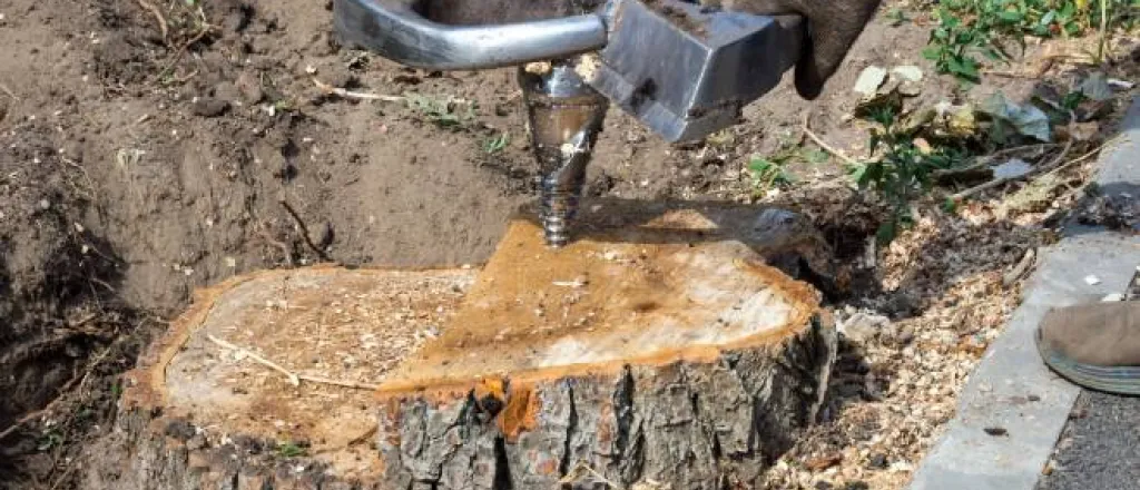 A worker is trying to cut away a large stump that’s deep in the ground. They are using a cutter to try and drill it out.