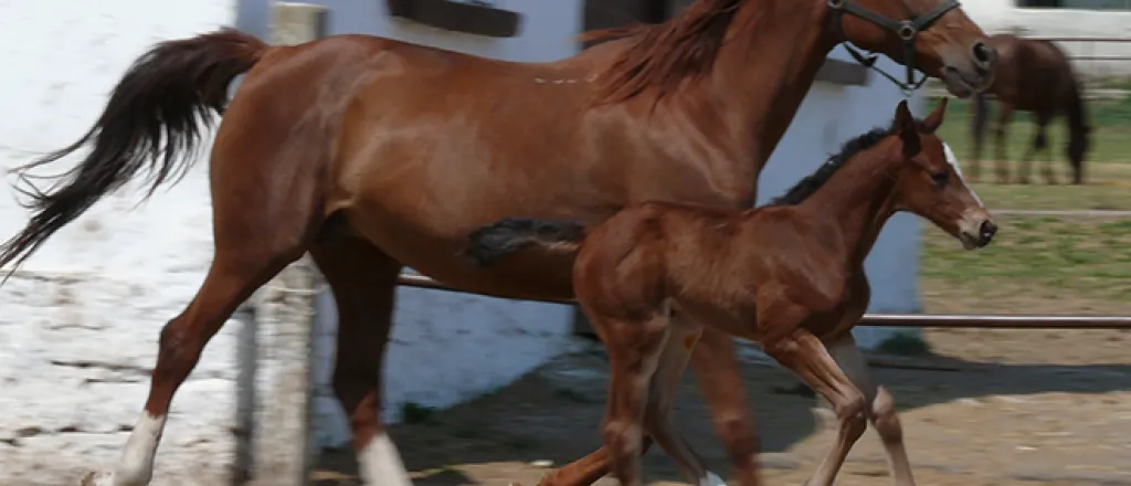 Adult horse and colt trotting near a building