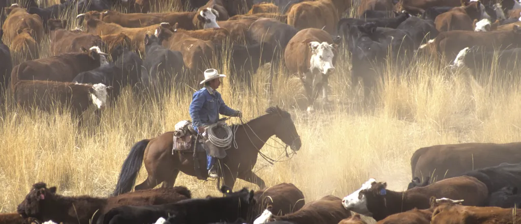 Person on horseback galloping between to groups of cattle