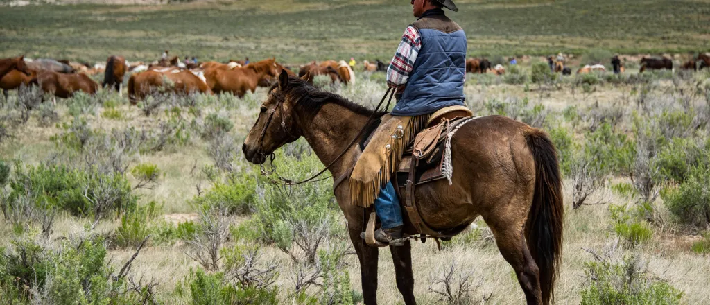 Person on horseback in a rural setting looking at a herd of cattle in the distance