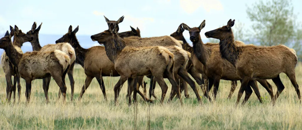 Heard of elk on the prairie