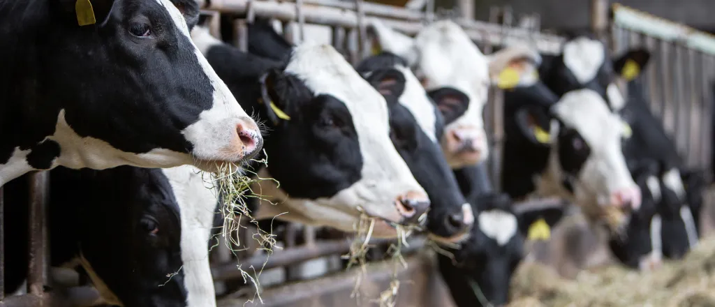 Dairy cattle confined and grazing on hay.