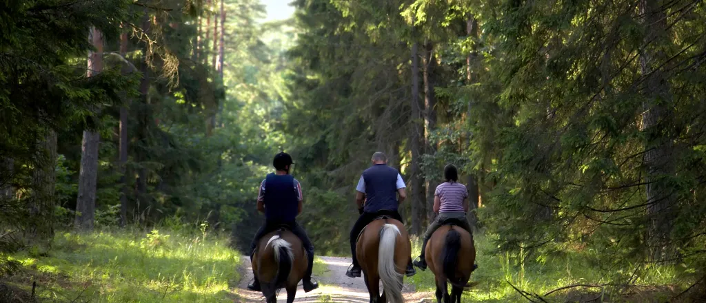 People on horseback riding away down a trail into a forest