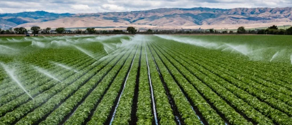 Large field with rows of lettuce getting watered with a large irrigation system on a sunny day with mountains in background.