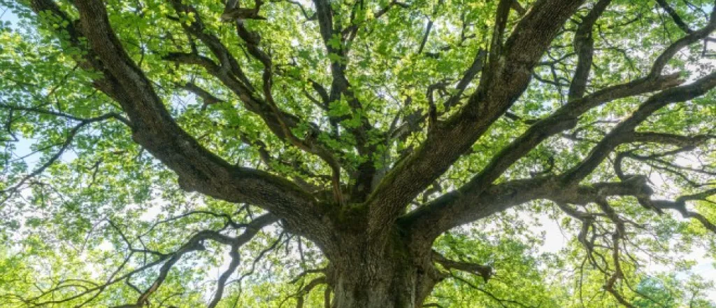 An underside view of a majestic oak tree with its branches sprawling out and the sunlight peaking through the bright green leaves.