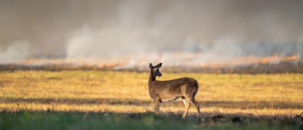 A white-tailed doe is seen standing in a dried-out looking field of grass. In the distance a wildfire rages.