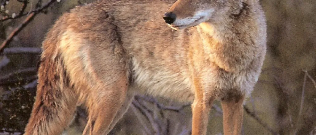 Coyote standing in brush looking back into the distance.