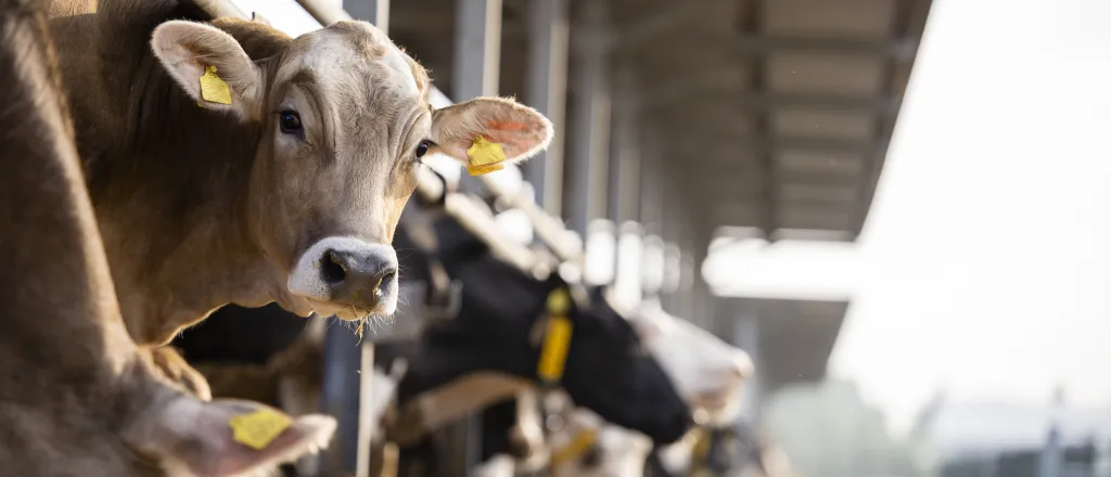 Cattle in a feedlot barn eating. One looks toward the camera.