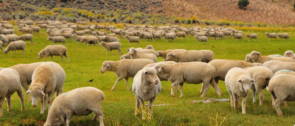 Sheep grazing in a field near a hill.