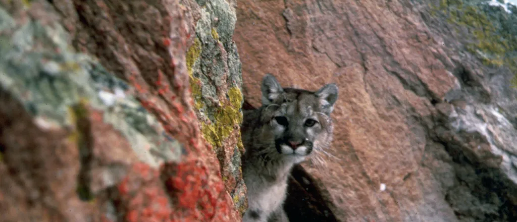 Mountain lion peaking around rocks.