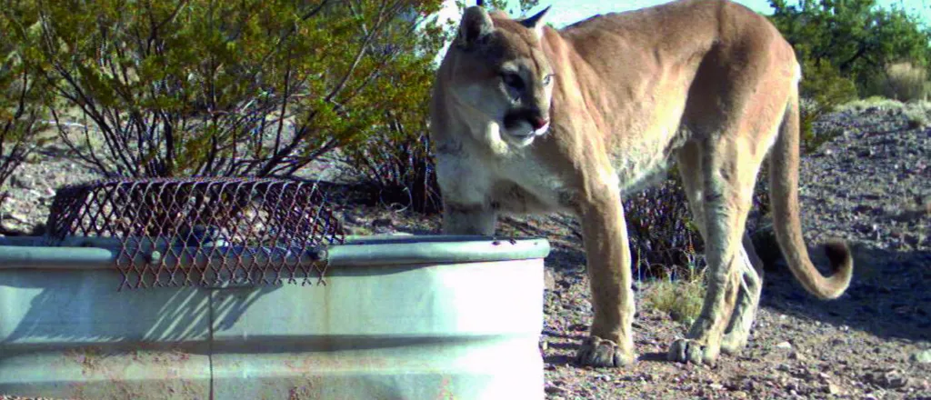 Mountain lion standing near a livestock water tank looking away in to the distance.