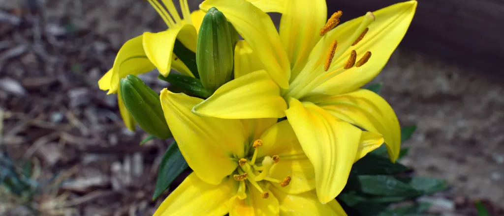 Cluster of three blooming lily flowers.