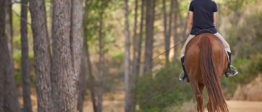 A equestrian riding their horse on a dirt path under a tree line. They are using a horse lead, dressed in a helmet and gear.